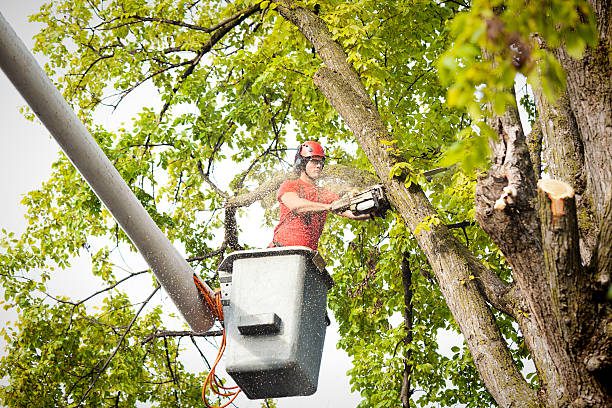 Tree Removal Cedar Park