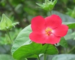 Heartleaf rosemallow flower