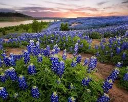 Texas native plants