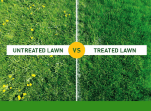 treated lawn