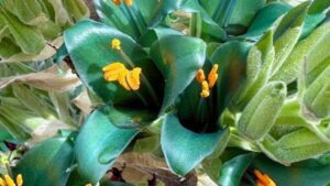 Sapphire Plant Blooms For First And Last Time In 20 Years